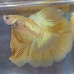 betta158