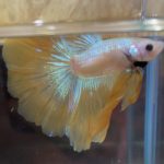 betta158