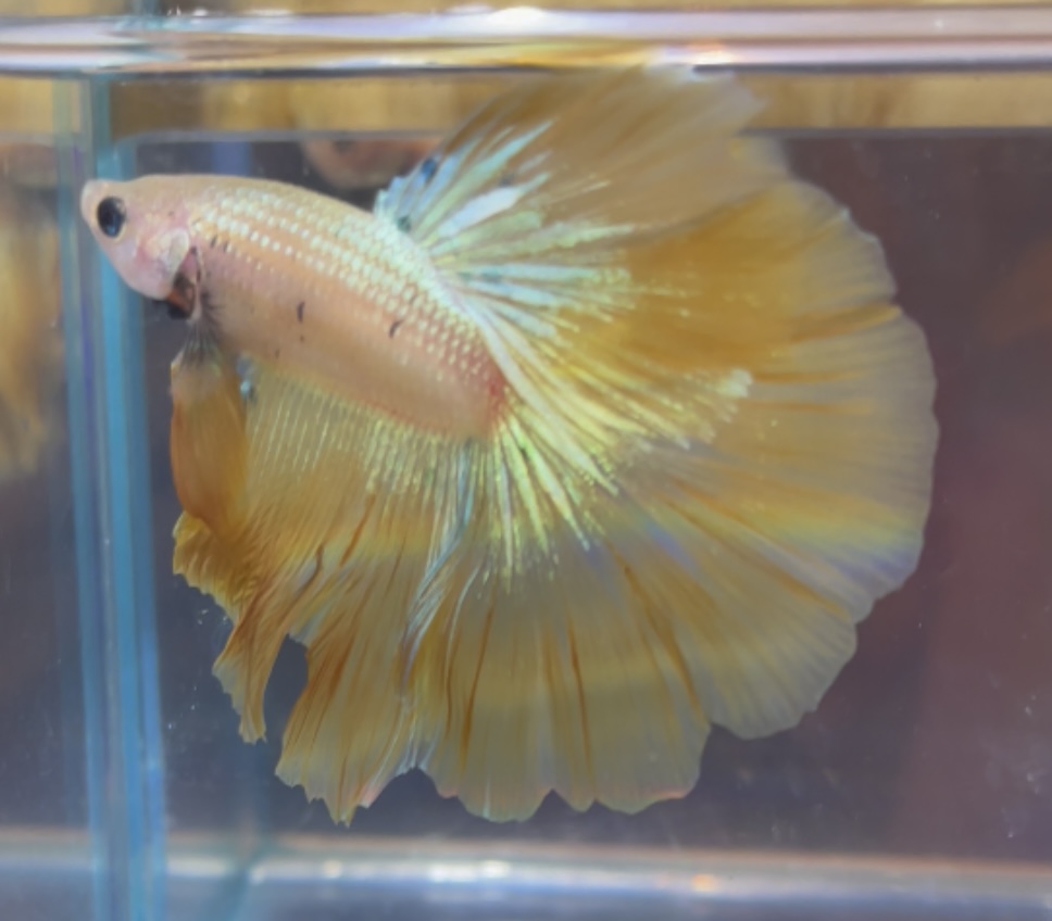 betta158