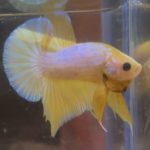betta157