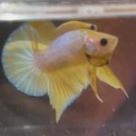betta157