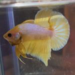 betta157