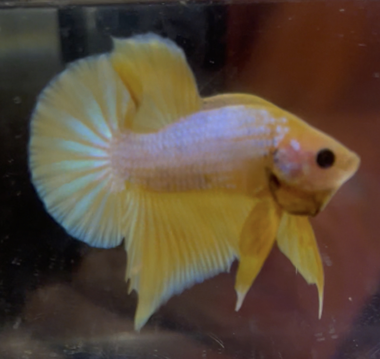 betta157