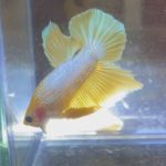 betta157