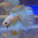 betta156