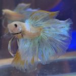 betta156