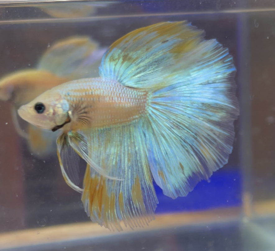 betta156