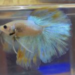 betta156
