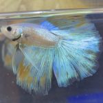 betta156