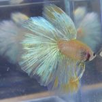 betta156