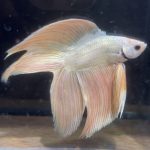 betta155