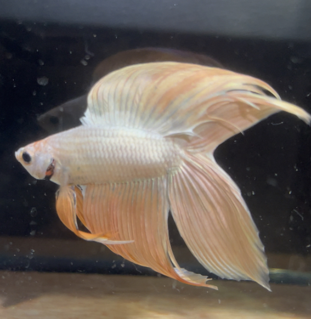 betta155