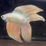 betta155