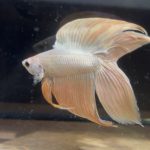 betta155