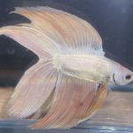 betta155