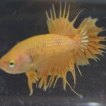 betta154