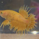 betta154