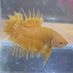 betta154
