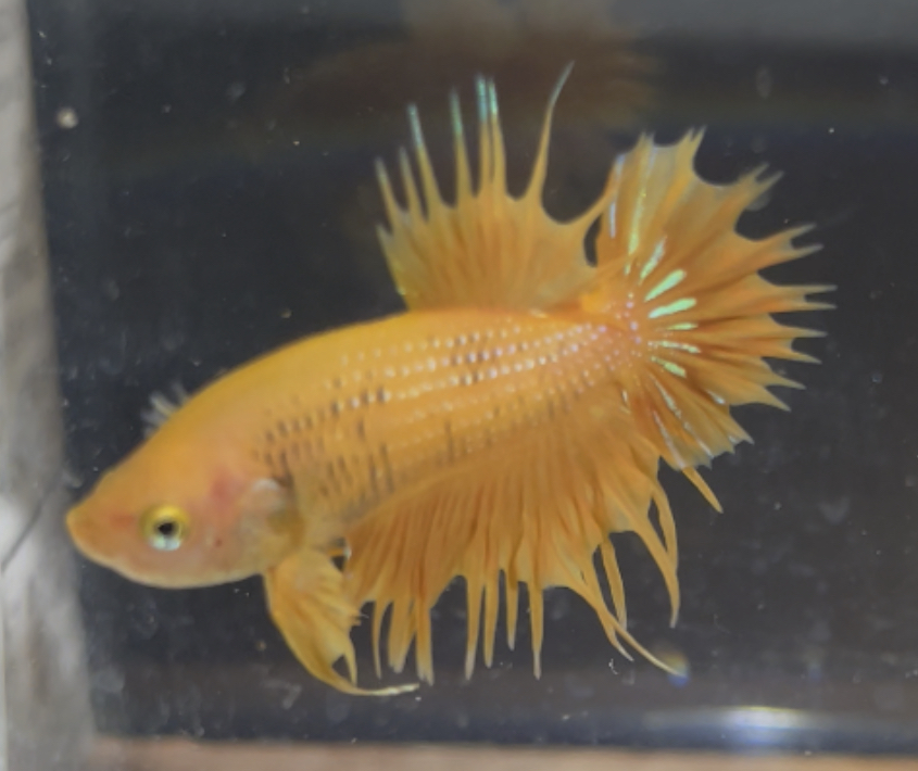 betta154
