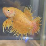 betta154