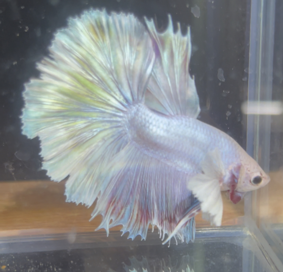 betta153