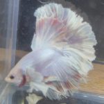 betta153