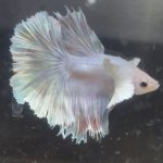 betta153