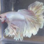 betta153