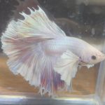 betta153