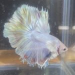 betta153