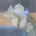 betta152