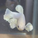 betta152