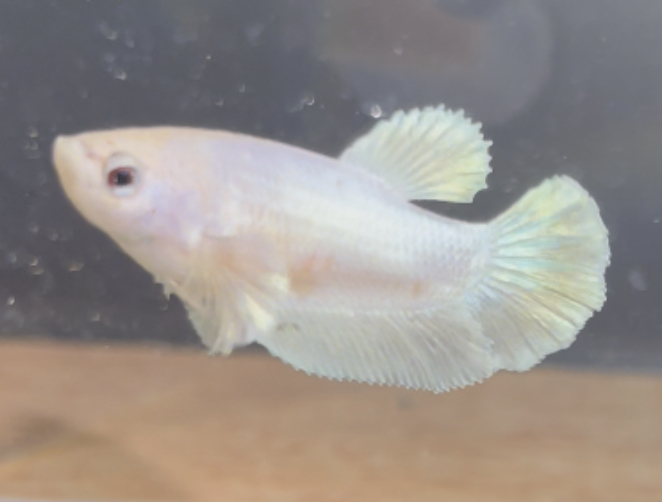 betta152