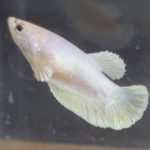 betta152