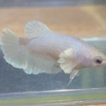 betta152