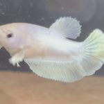 betta152