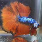 betta151