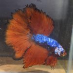 betta151