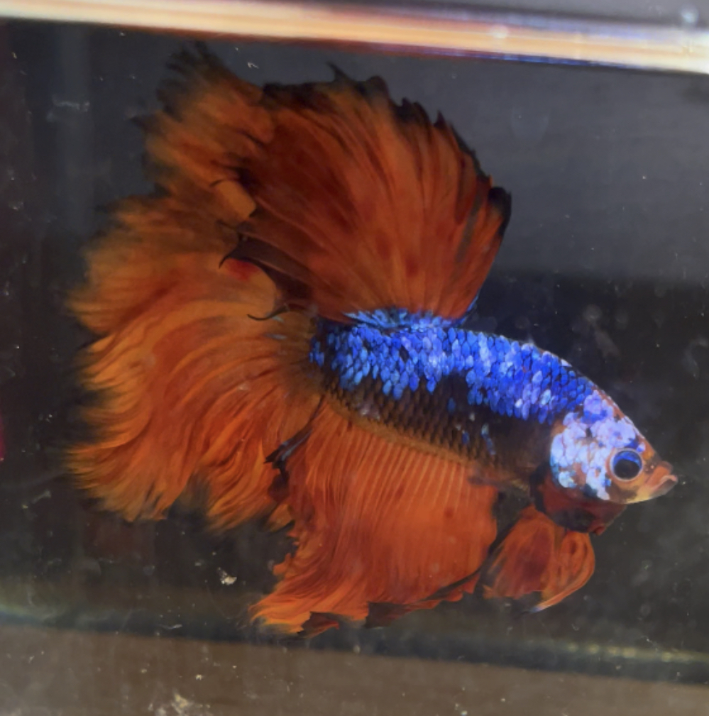 betta151