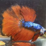 betta151