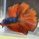 betta151