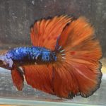 betta151