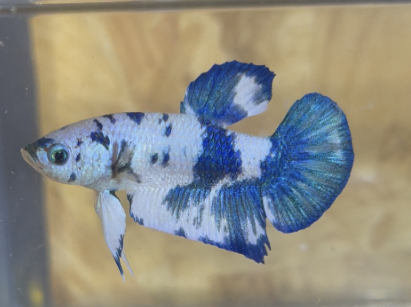 betta150