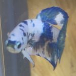 betta150