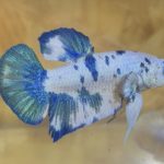 betta150
