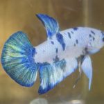 betta150