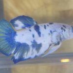 betta150