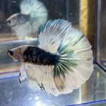 betta120