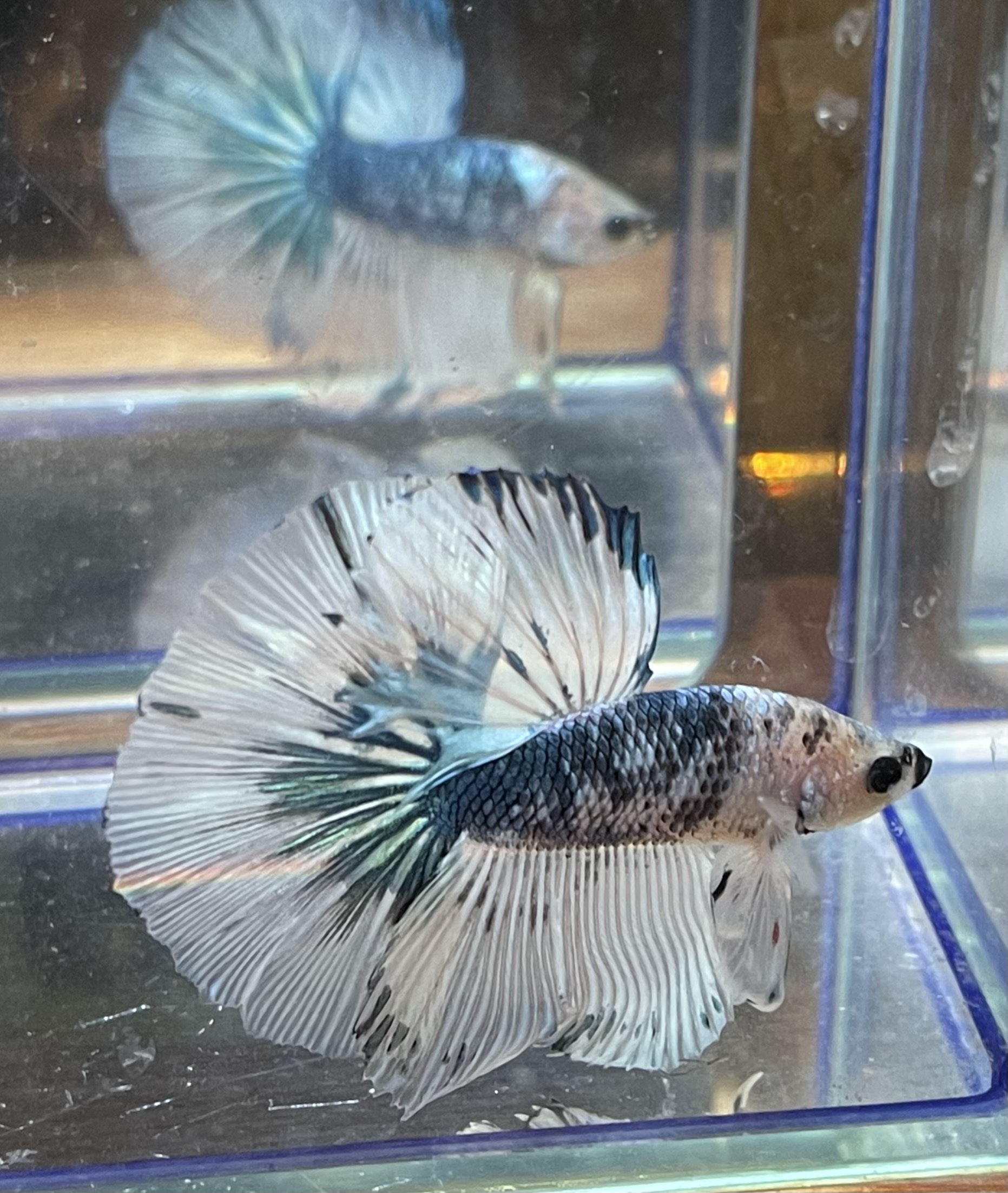 betta120