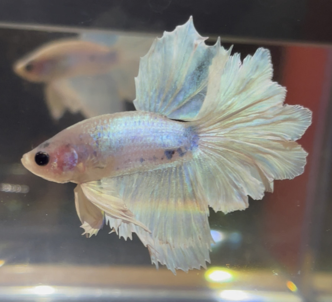 betta91
